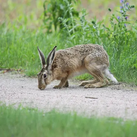 Doppelhaushaelfte Seestern, Lohmen Prázdninový dům Lohmen (Mecklenburg-Vorpommern)